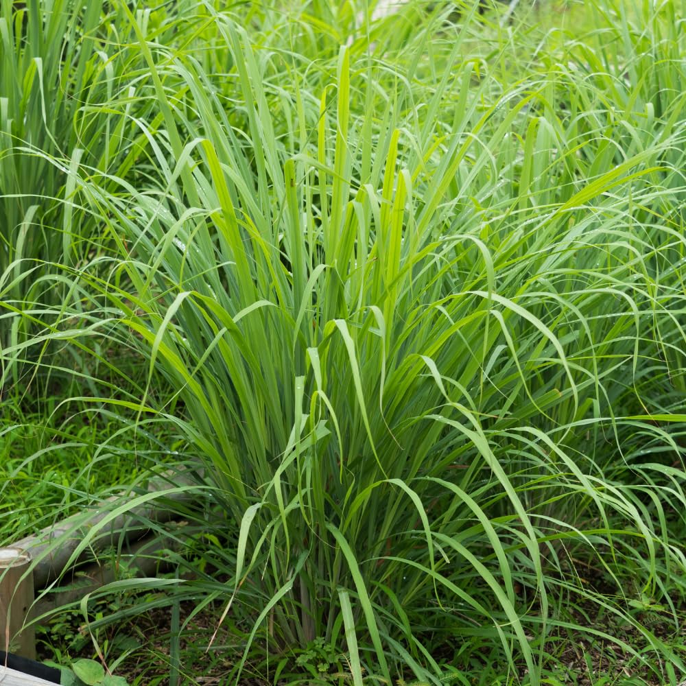 5 Lemon Grass Live Plants, Lemongrass Plant, 1 Feet Tall, Fragrant Herb for Patio and Garden