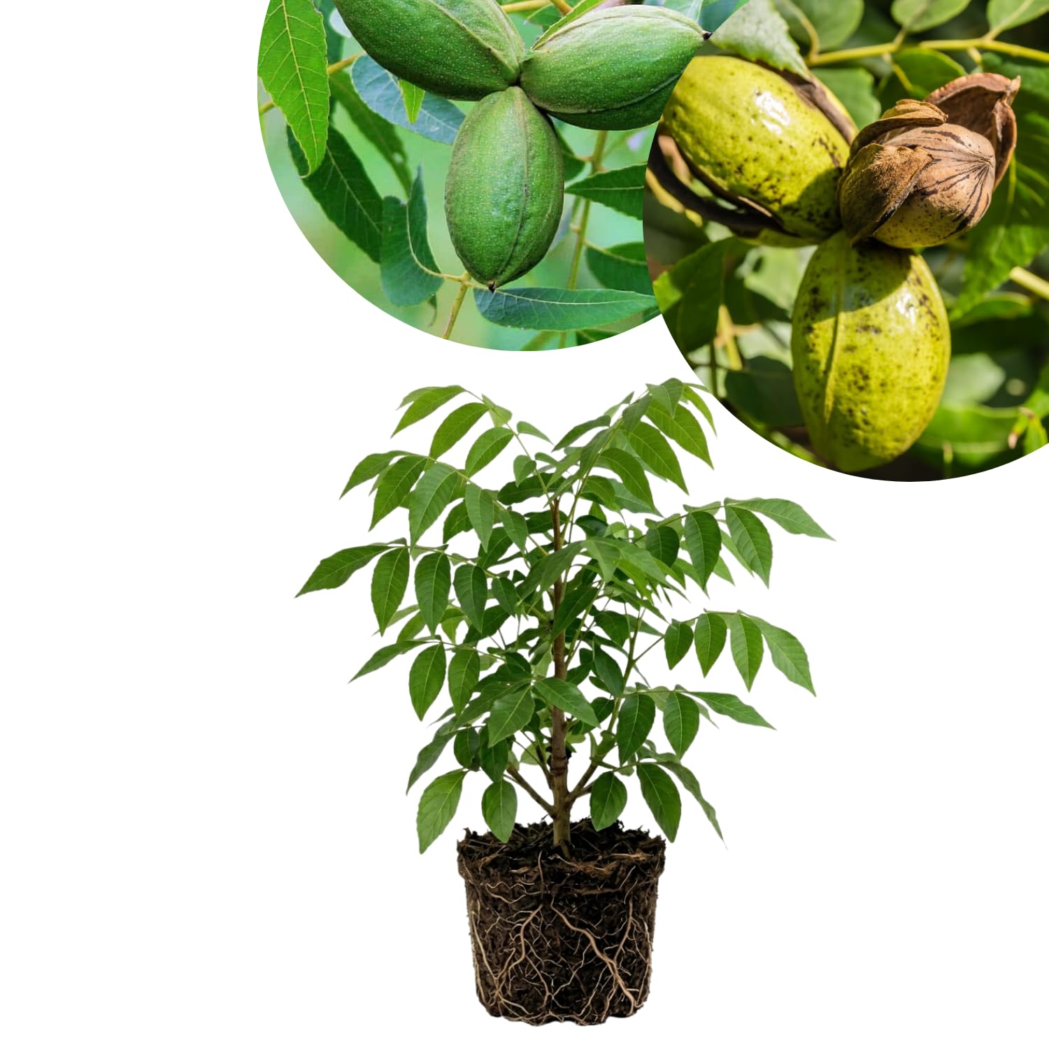 2 Pecan Tree Live Plants, Hardy Pecan Seedlings, 12 Inches Tall, Ready to Plant Outdoor Garden