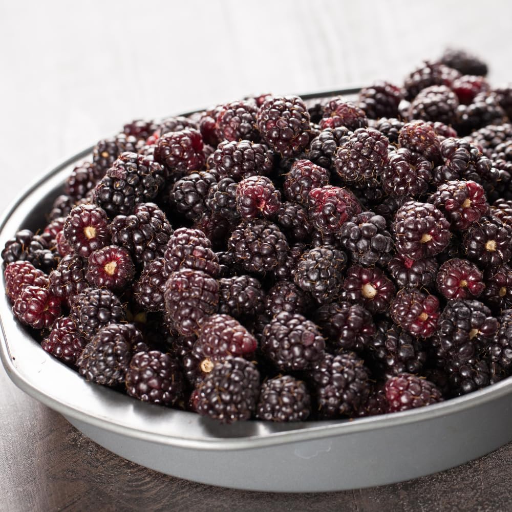 2 Boysenberry Plants Live, Fruit Bearing Boysenberries Tree, 4-6 Inch Tall