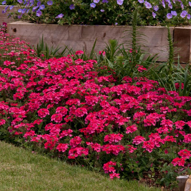 Sets 4 Pink Verbena Plants Live Perennial Outdoor Sping Growing, Size 4-6" in Tall, Ready to Bloom, Ornamental Landscapes, Trailing Hanging Basket