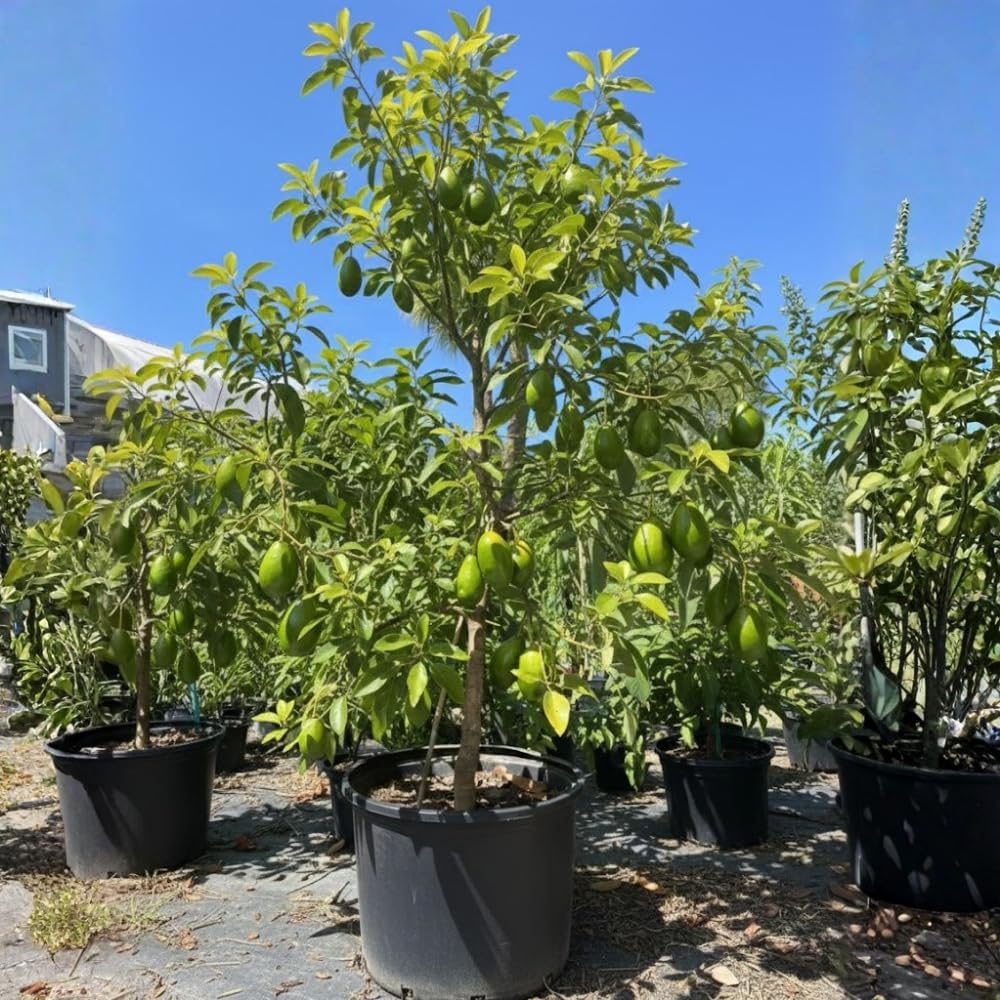 Oval Green Avocado Tree, Avocado Trees Live Plants, 2 Year Olds Avocado Tree, 3 Gallon Pot, 1-2 Feet Tall, Sweet Tropical Fruit for Planting, No Ship to CA