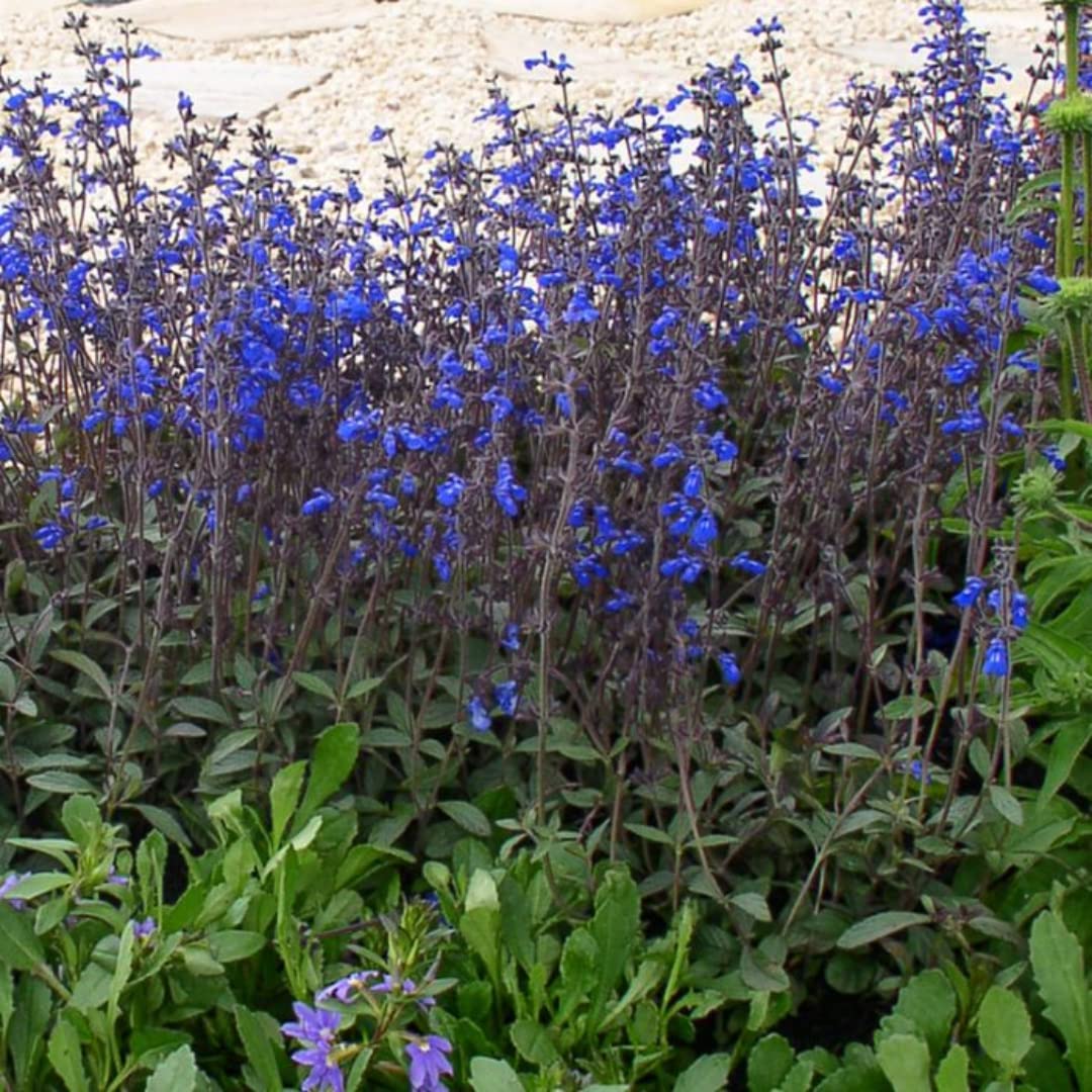 Sets 4 Black Blue Salvia Sage Plants Live for Spring Planting, Size 4-6" in Tall, Fast-Growing and Quick Flower, Perennial Fragrant Shrubs Bush