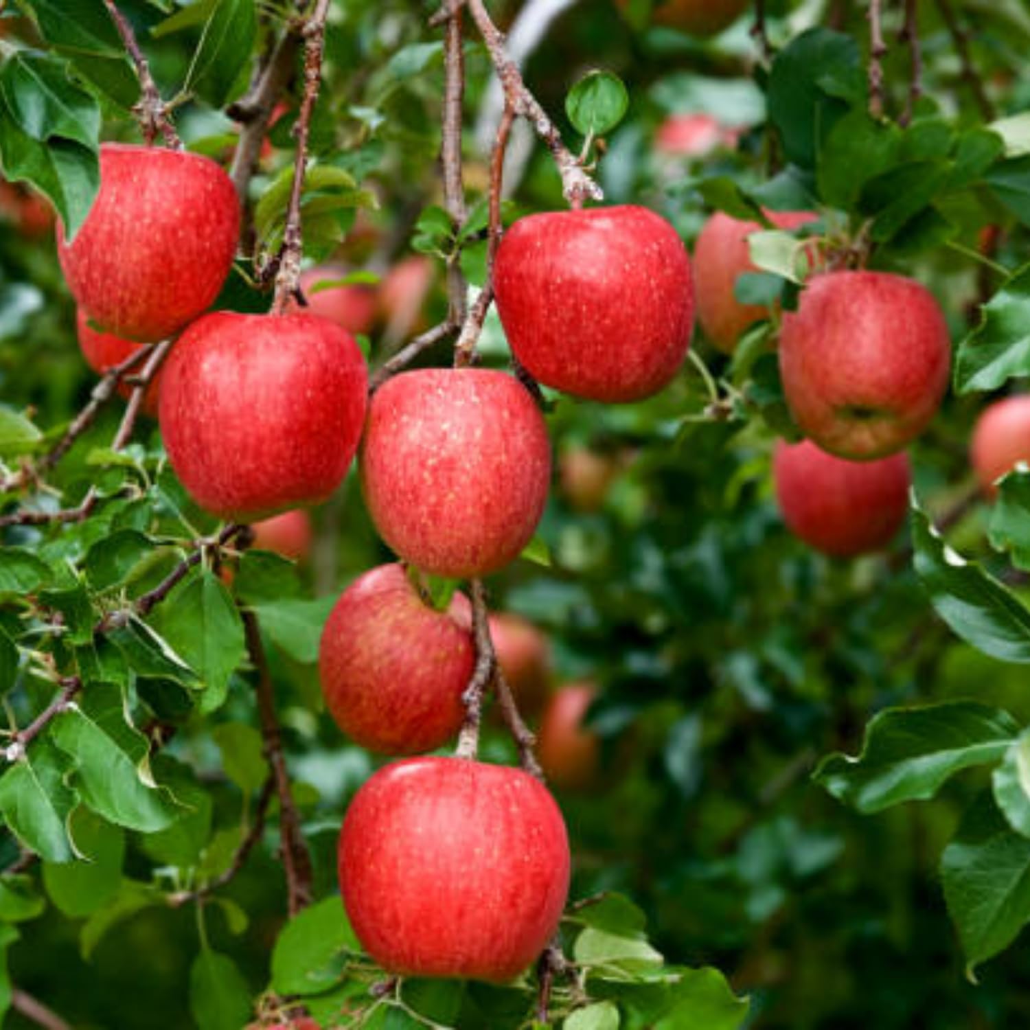 Apple Trees Live Plants, 2 to 3 Feet Tall, Red Apple Tree Plant for Planting, Apple Fruits Tree Indoor Outdoor Garden
