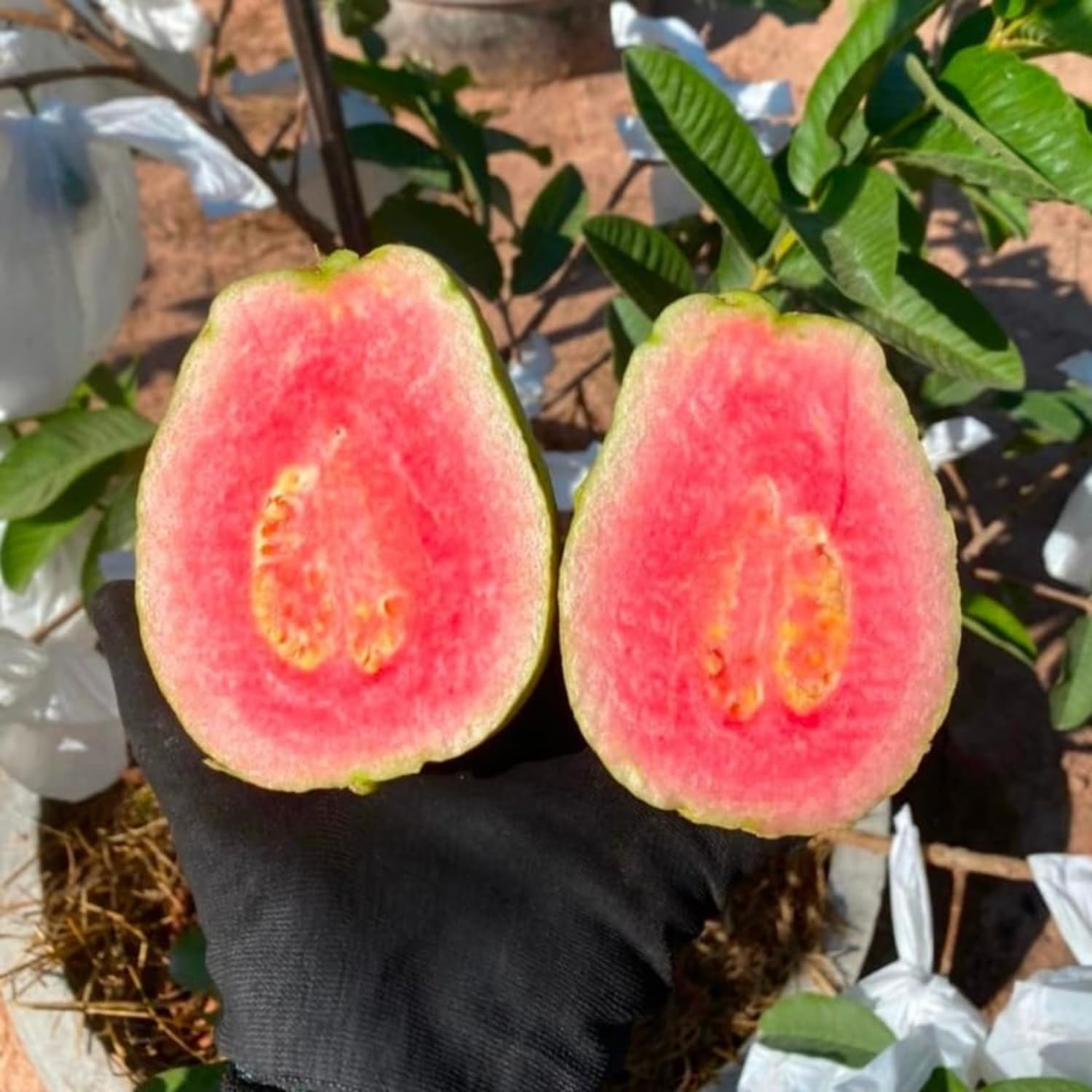 Ruby Guava Tree Live Plant, 4 Feet Tall, Grafted Guava Live Tropical Fruit Tree, Potted Plant