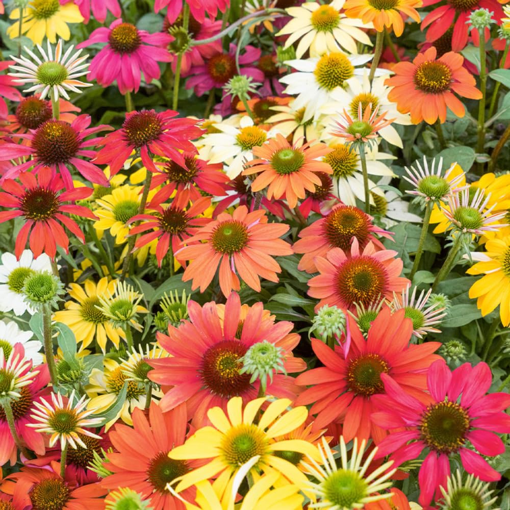 2 Coneflower Live Plant, Random Echinacea Plant Live, Coneflower Plants Live Perennial, Well Rooted Plug 3-5 Inch Tall