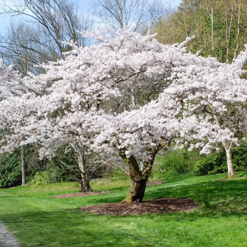 Live Cherry Blossoms Tree Plant, Yoshino Flowering Cherry Blossom in 2.5 Inches Pot, Dormant in Winter, Perennial Bloom, 9 Months Old Trees
