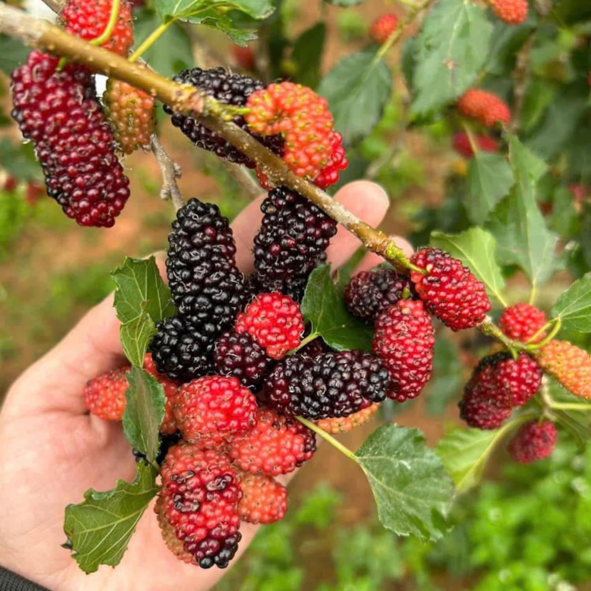 Red Mulberry Tree Live Plant, Sweet Mulberries Fruit, 5-8 Inch Tall