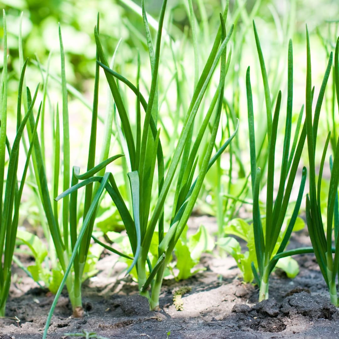 Set 10 Live Walking Onion Bulbs, Heirloom Perennial Onion Bulbs for Gardens