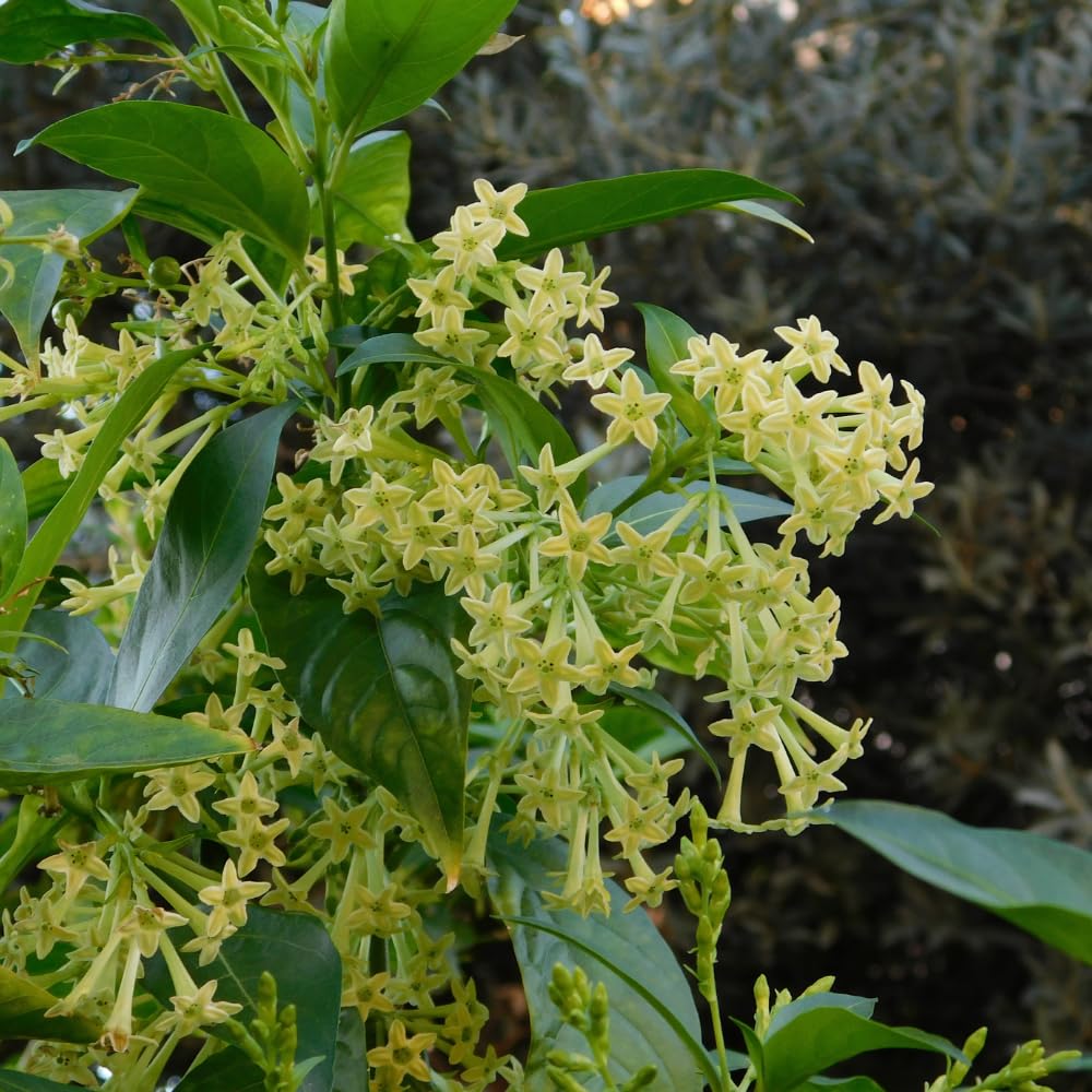 3 Night Blooming Jasmine Plants Live, Jasmine Flower Plant, 4 to 7 Inc
