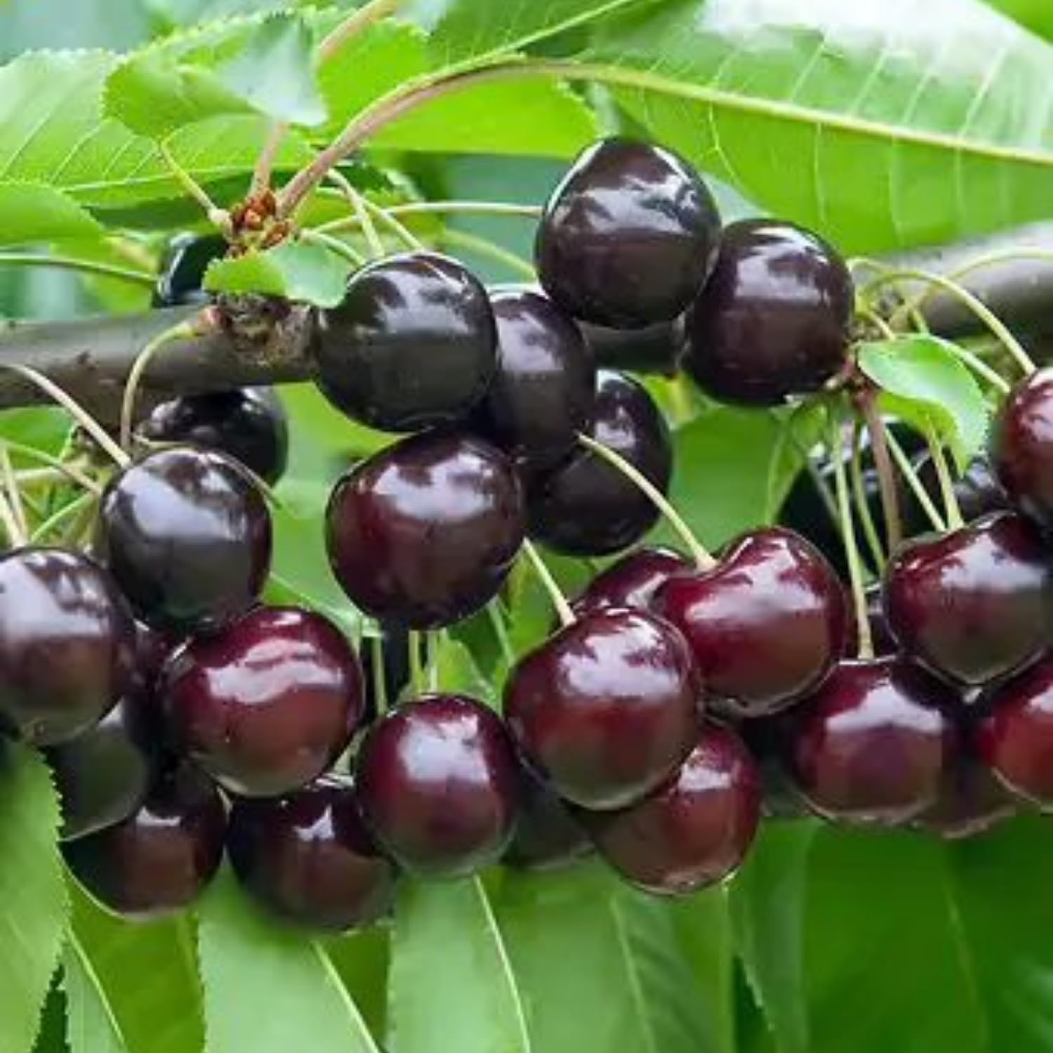 Black Cherry Trees Live Plants, 8-12 Inch Tall, Bare Root Cold Hardy Cherry Fruit Plant for Planting Outdoor Home Garden, Well Rooted