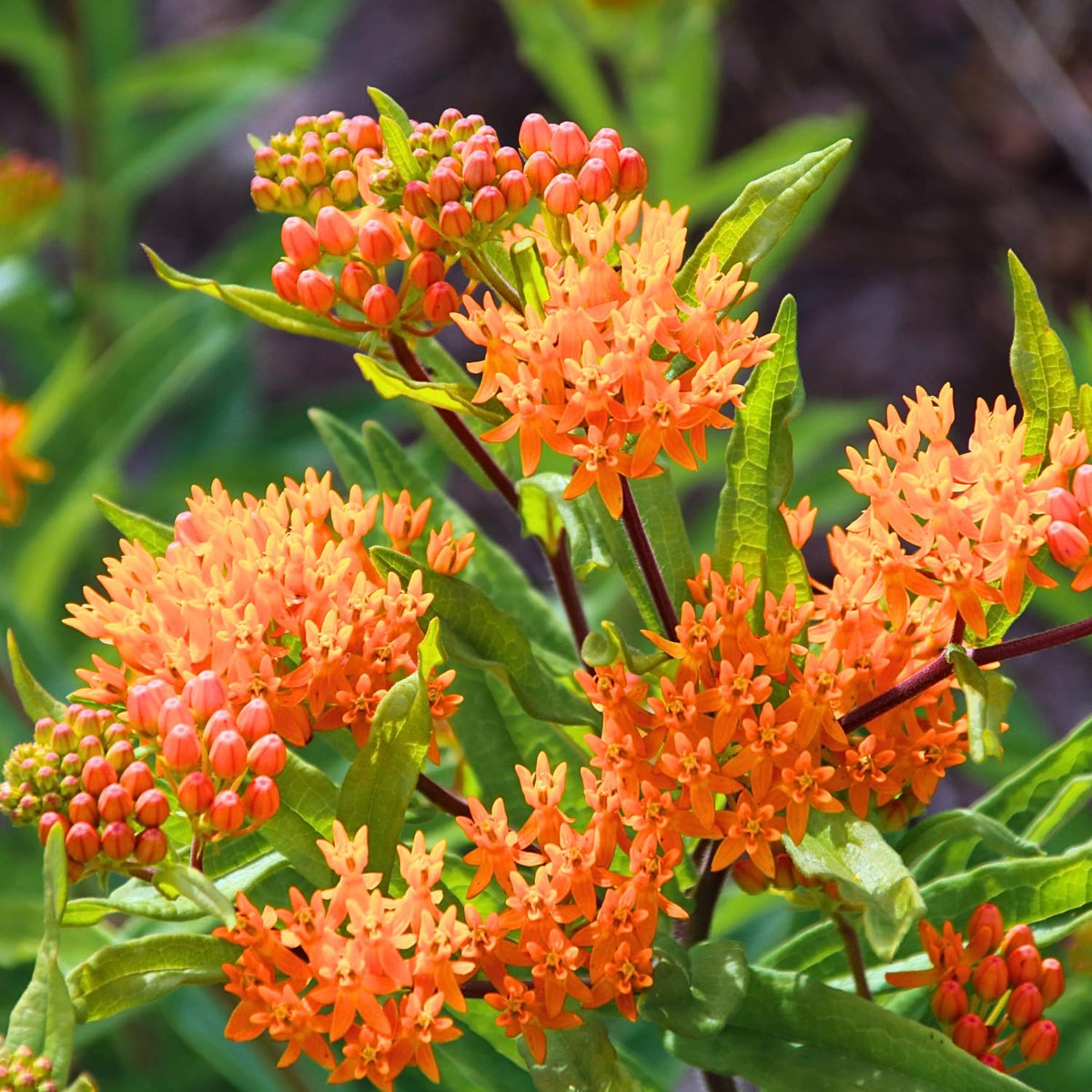 Pack 4 Butterfly Milkweed Plants Live, Milkweed Live Plants, 5-8" Height Asclepias Tuberosa Perennial Flowers Home Garden (Orange Milkweed)