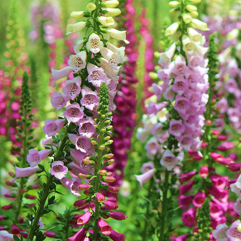 Pack 2 Foxglove Plants Live for Planting, Foxglove Perennial Flowers Well Rooted Plug 3-5" Tall