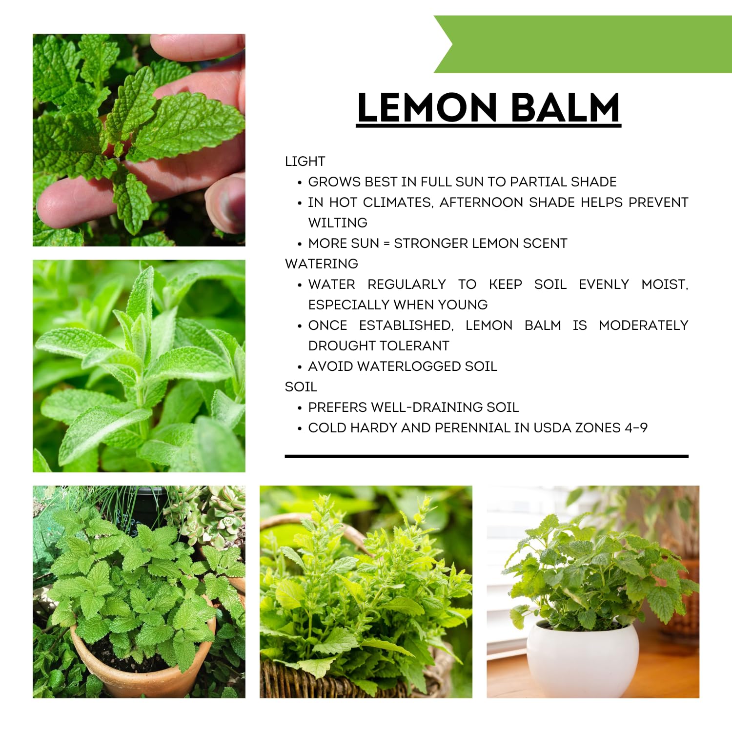 Set 2 Lemon Balm Plants Live for Planting, 4-7" Tall, Lemon Balm Mint Herb Seedling, Well Rooted Starter Plants