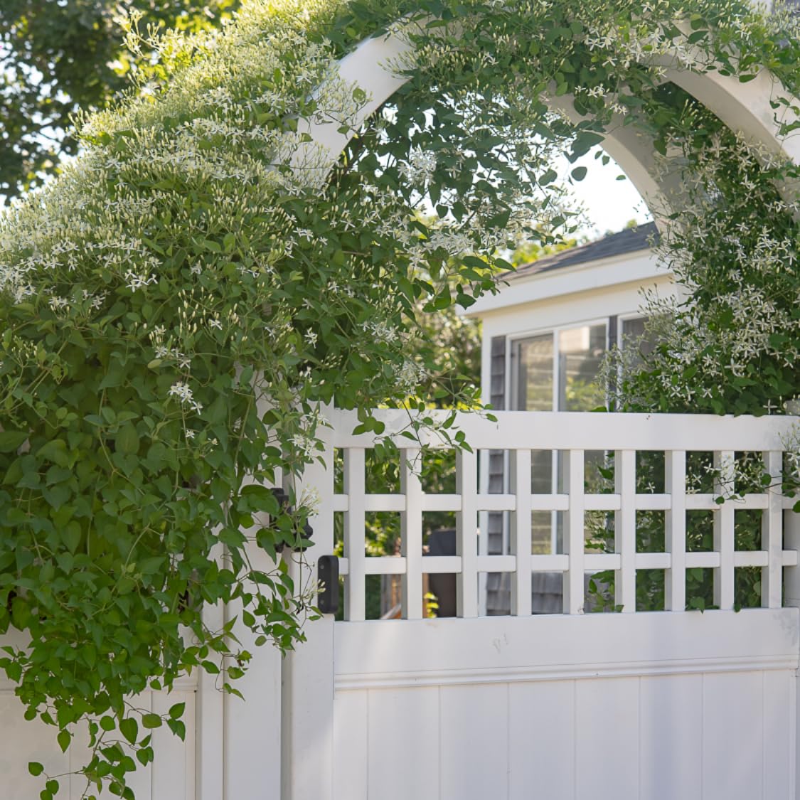 3 Sweet Autumn Clematis Vine Live Plant in 4" Pot, Dormant in Winter, Spring Blooms, Clematis Plants Live, Fragrant Vines