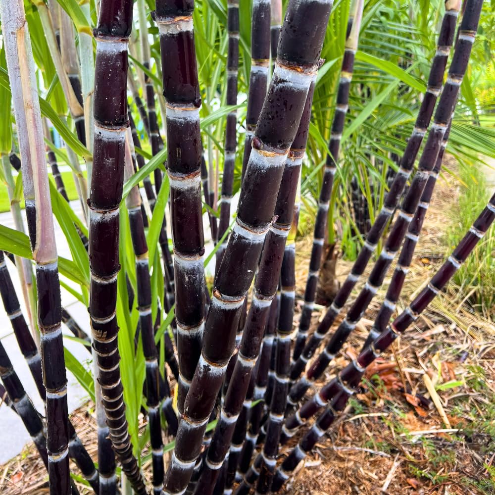 20 Purple Sugar Cane Plants Live, Sugarcane Cuttings 2-3 Inch, Well-Rooted Sweet Sugar Cane Plants for Outdoor Growing, No Ship to CA