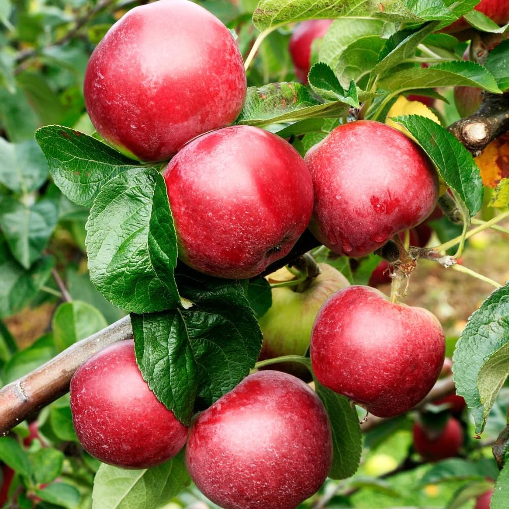 Apple Plant Live, Sweet Apple Plant in 3 Gal, 3-4 Feet Tall, Apple Fruit Tree Outdoor Garden, No Ship to CA (Red Delicious Apple)