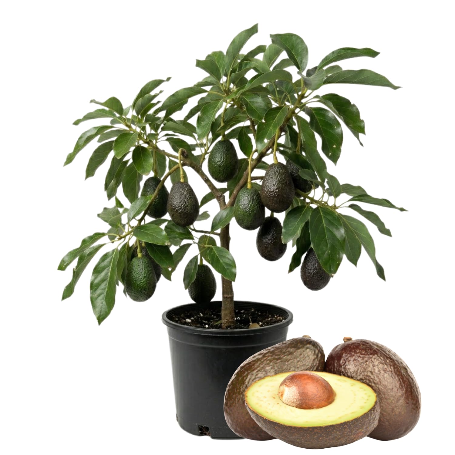 Avocado Tree Live 1-2 Ft Tall in 3 Gallon Pot, Grafted Avocado Tree for Outdoor Garden or Patio Planting, High Yield, Ready to Bear Fruits, No CA (Super HASS Avocado)