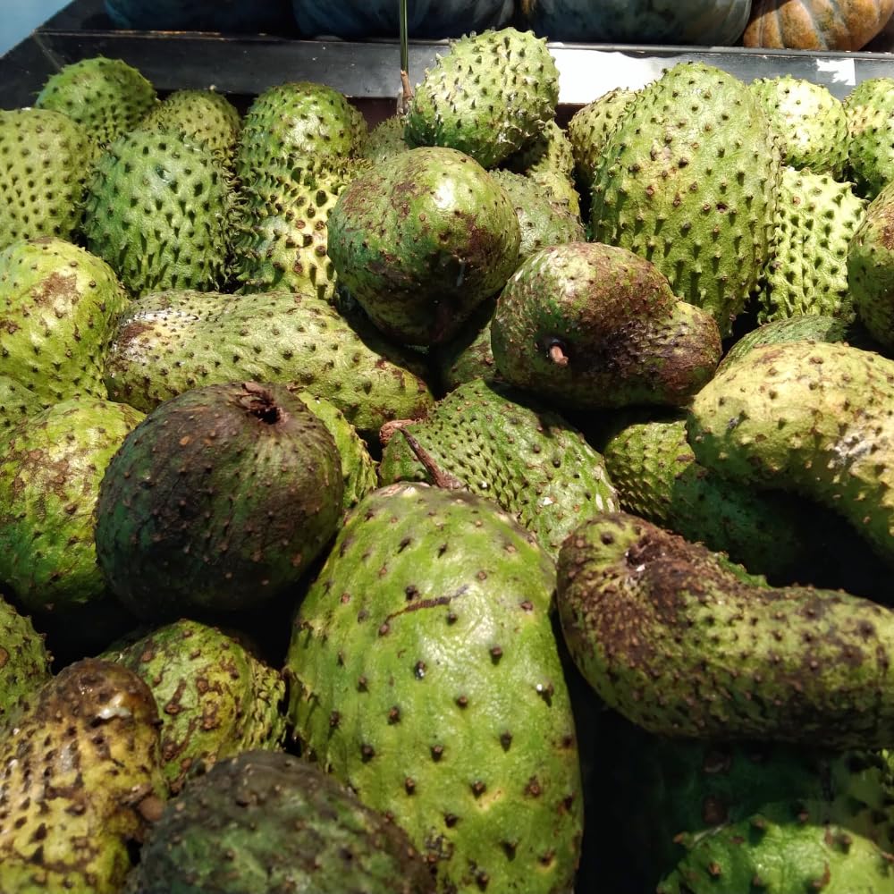 Grafted Soursop Tree Live Plant, Annona Muricata Plant, Guanabana Fruit Trees, 2-3 Feet Tall Sweet Soursop Plant, No Ship to CA