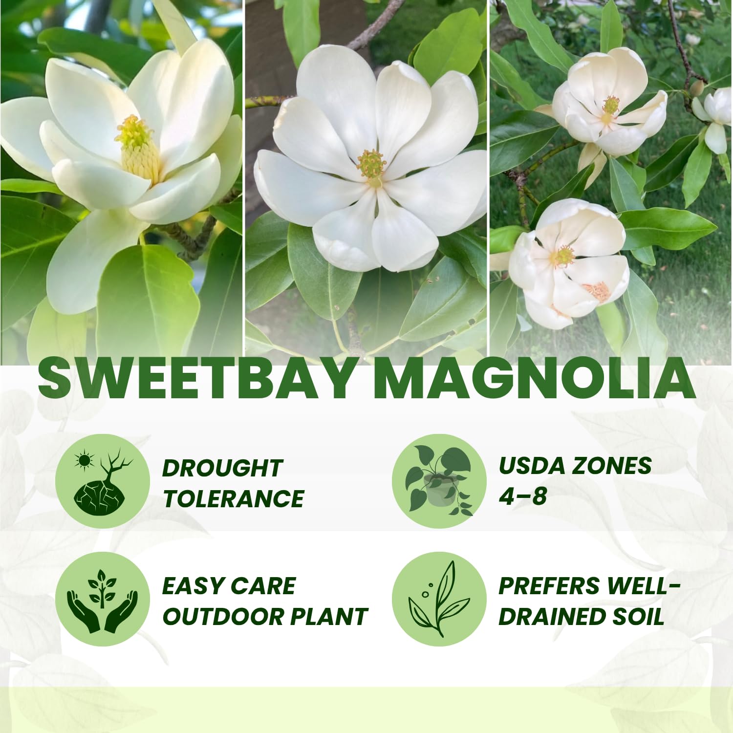Sweetbay Magnolia Tree Live Plant, Fragrant Perennial Ornamental Plants in 3 Gal Pot, 2-3 Ft Tall, Outdoor Planting, No Ship to CA