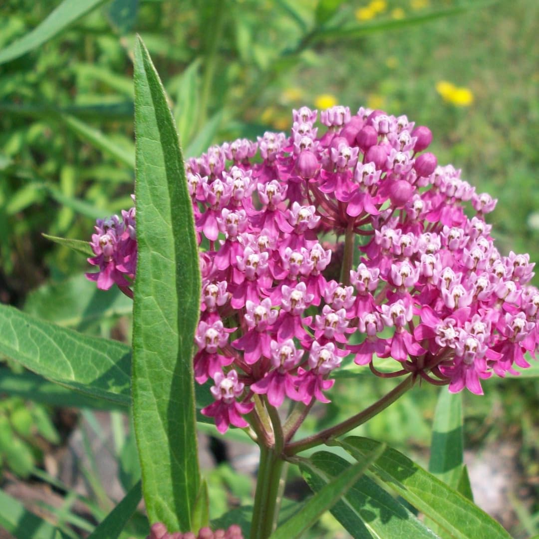Set of 2 Live Milkweed Plants, Perennial Butterfly Milkweed Plants, Asclepias Tuberosa Plant, 5-8 Inch Tall for Indoor or Outdoor Planting (Pink Milkweed)