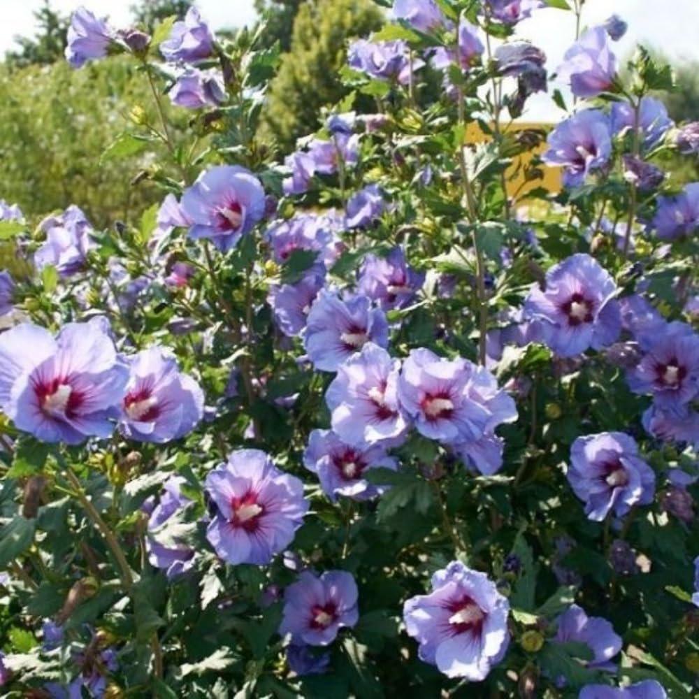 2 Mixed Althea Rose of Sharon Plants Live Trees Seedlings, 1 Year Old Bareroots 1-2 Feet Tall, Winter Hardy, Flowering Shrubs for Outdoor Planting, Multicolor on One Plant