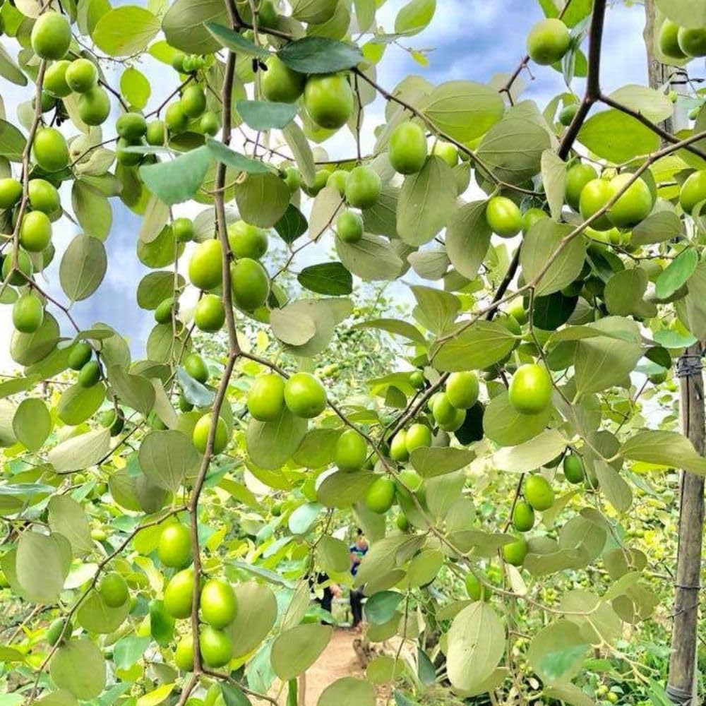 Green Jujube Tree Live Plant 1 to 2 Feet Tall, Jujube Plant 3 Gallon Pot, Green Apples Trees for Planting, No Ship to CA