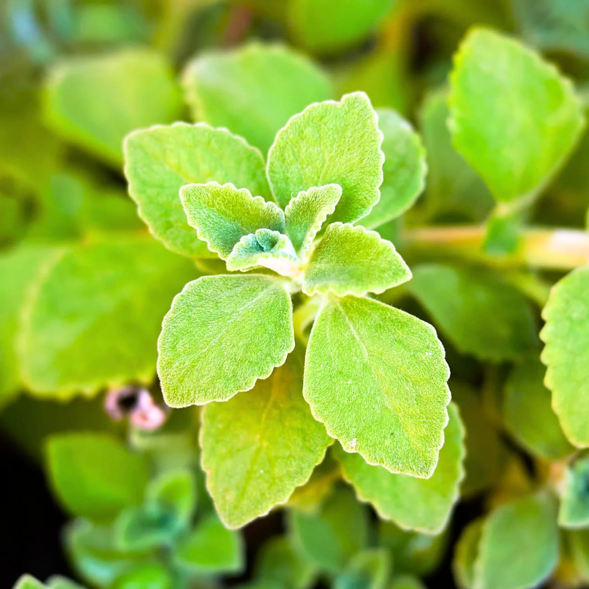 Set of 2 Cuban Oregano Plants Live, 4-6 Inches Tall, Mint Plants Live, Culinary Herb for Planting Indoor or Outdoor