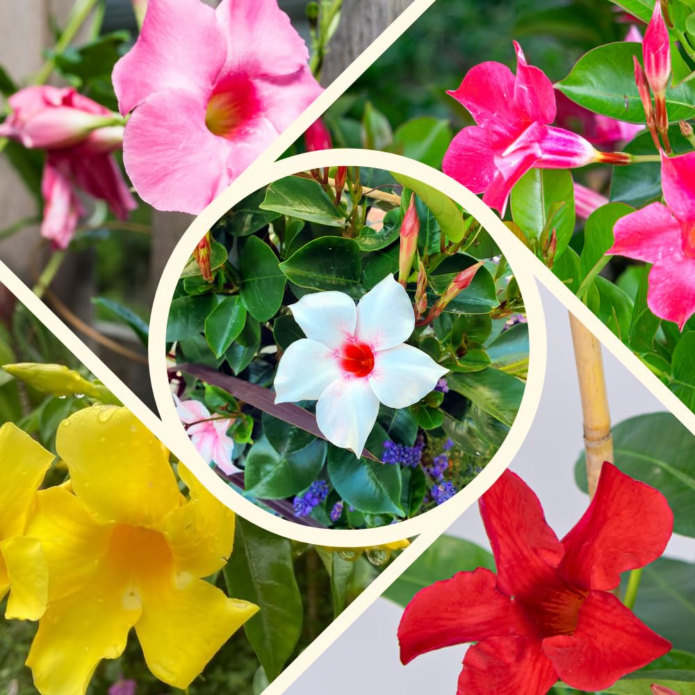 Set of 2 Mandevilla Plants, Mandevilla Vine Seedlings, Spring Flowering Vines, 4-7 Inches Tall for Indoor or Outdoor Planting (Mix Random Mandevilla)