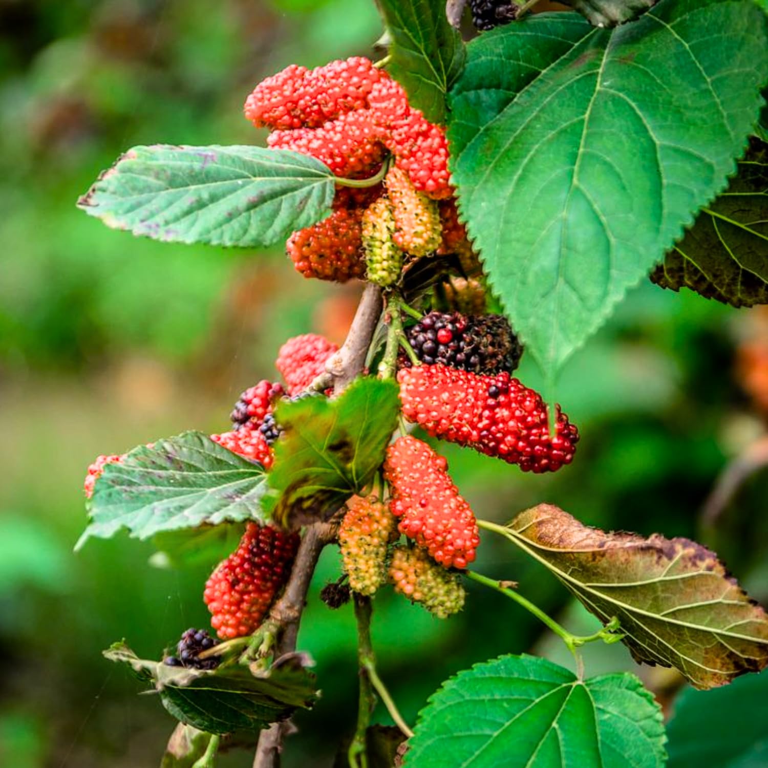 2-Pack Red Mulberry Plants Live, Mulberry Fruit Trees, Hardy Mulberry Trees Live Plants, Mulberry Seedlings, 5-9 Inch Tall