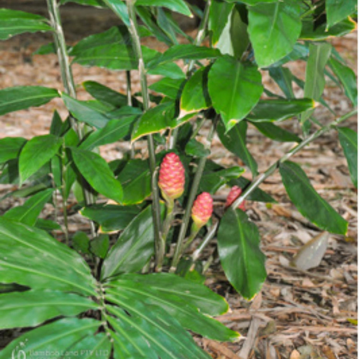 10 Awapuhi Shampoo Ginger Roots, Zingiber Zerumbet Pinecone Ginger Rhizomes for Home Garden, Ginger Live