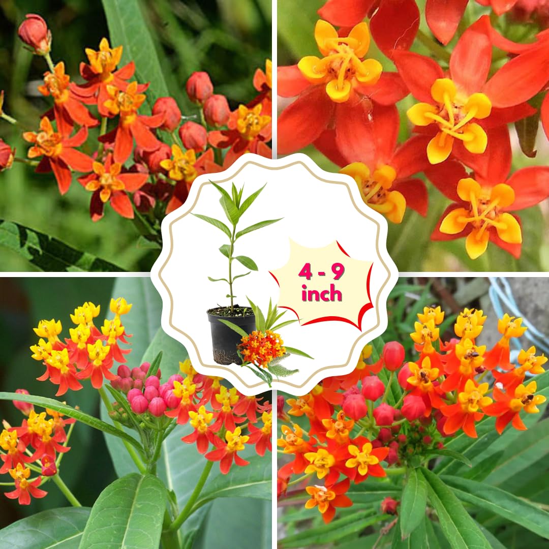 2 Butterfly Milkweed Plants Live, Tropical Milkweed Live Plants, Asclepias Tuberosa Plants, 4-9" Height for Outdoor Planting (Tropical Red Milkweed)
