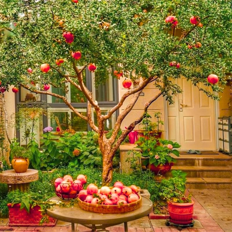 Live Pomegranate Plant, Pomegranate Tree Live Plant for Outdoor Indoor Planting, Sweet Fruit Tree 1-2 Ft Tall, Live Plant in 1 Gal Pot, No to CA