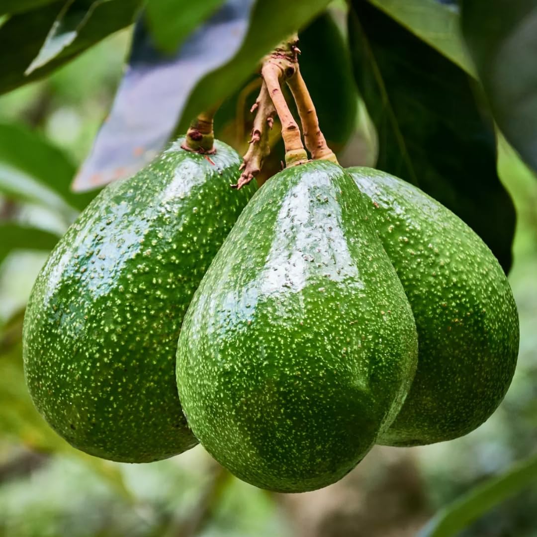 3 Gallon Big Avocado Tree Live Plant, 1-2 Ft Well Rooted, Ready to Bear Fruit, 2 Years Old Live Avocado Tree Plant Grafted (Smooth)