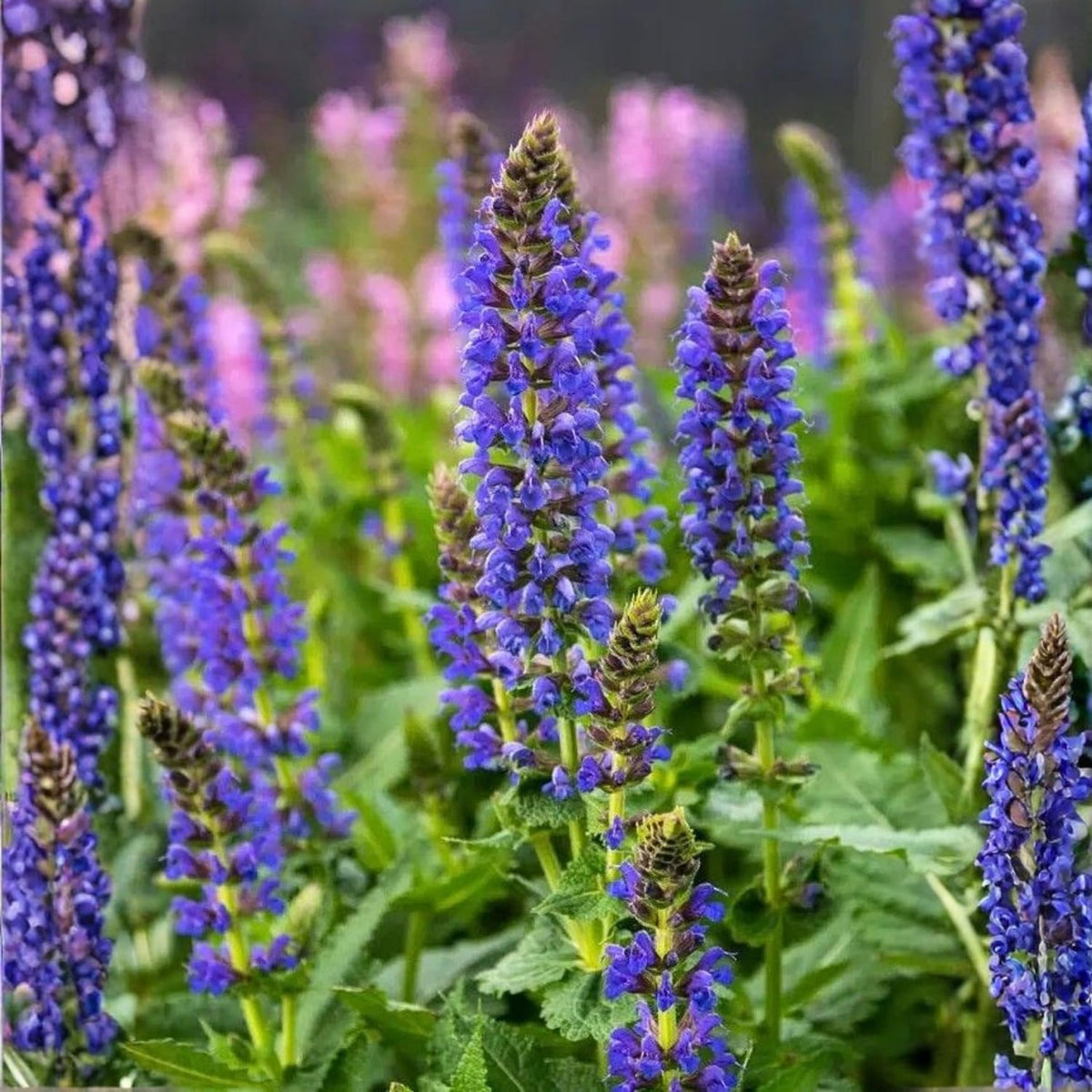 Set 3 Salvia Plants Live, Well Rooted 4-6 Inches, Vibrant, Fragrant Flowering Shrubs for Garden or Containers (Dark Purple)