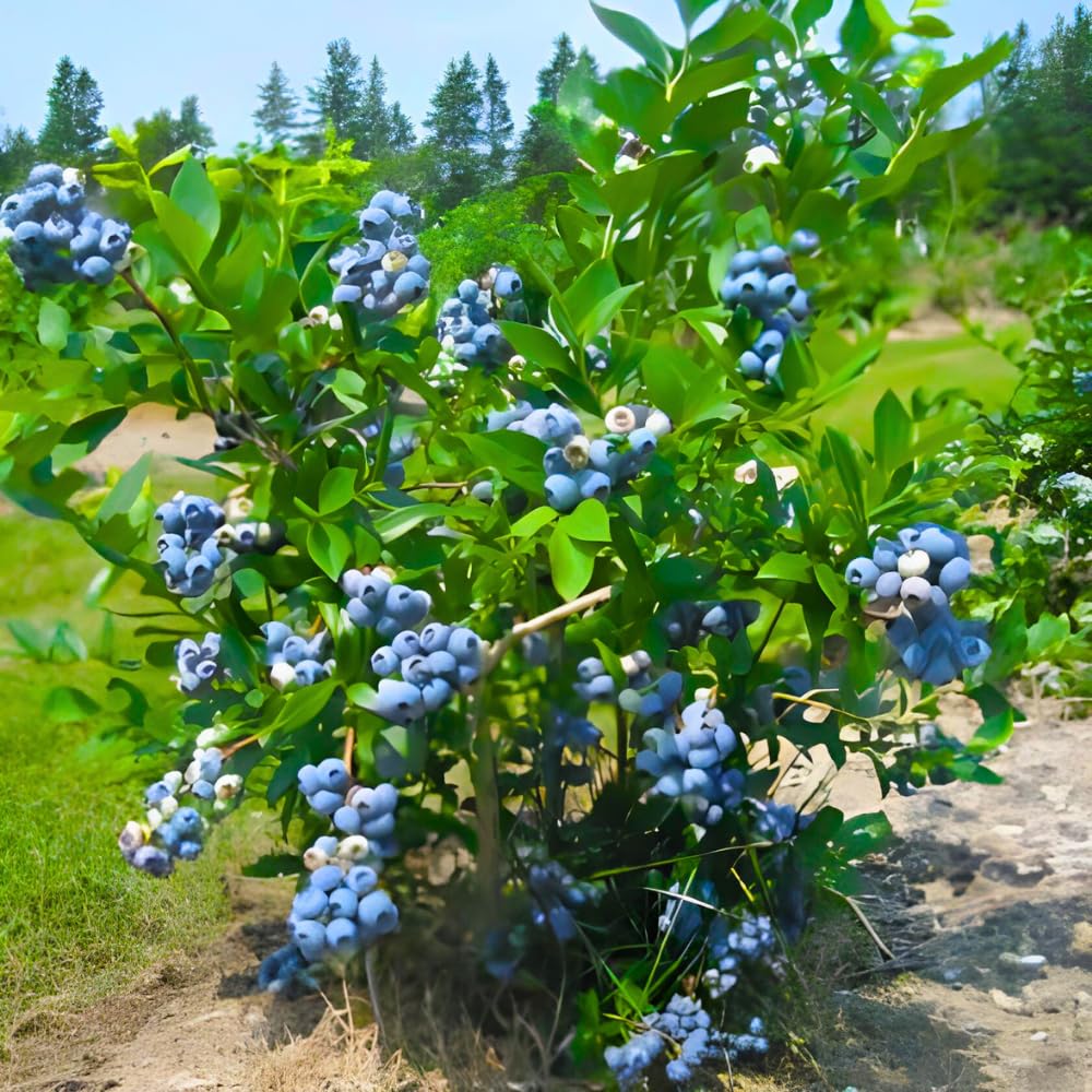 2 Year Old Blueberry Bush Tree Live Plant 1-2Feet Tall in 1 Gallon Pot, Blueberries Plants, High Yielding, Ready to Fruit