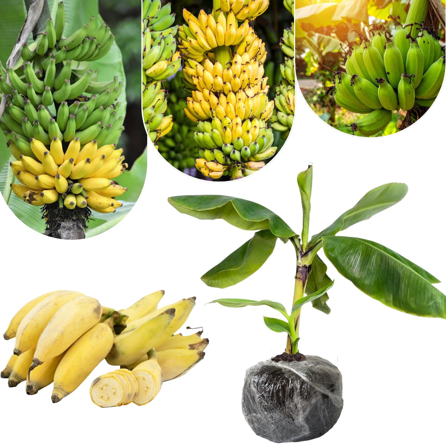 Thai Banana Tree Live Plant, Cold Hardy Banana Plant Live, Tropical Banana Fruit Seedling, Well Rooted 4-8 Inch Tall