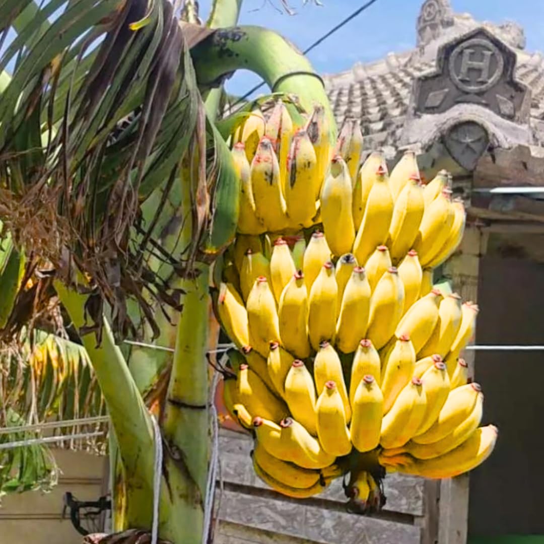 Yellow Banana Tree High Yield, Banana Live Plant Tropical Fruit, Easy to Plant Outdoor Banana Plants, 5-7 Inc Tall, Well-Rooted, No Pot, Winter Hardy