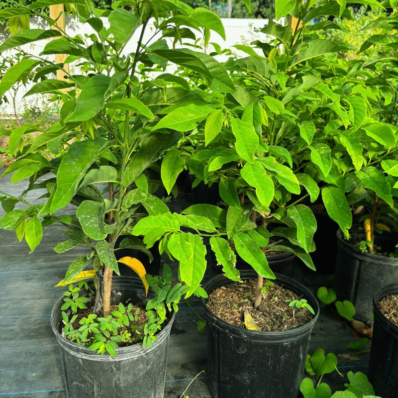 Green Sugar Apple Tree, Sugar Apple Fruit Trees Live Plants, 3 Gallon Pot, 2-3 Ft Tall Plant for Growing Outdoor, No Ship to CA