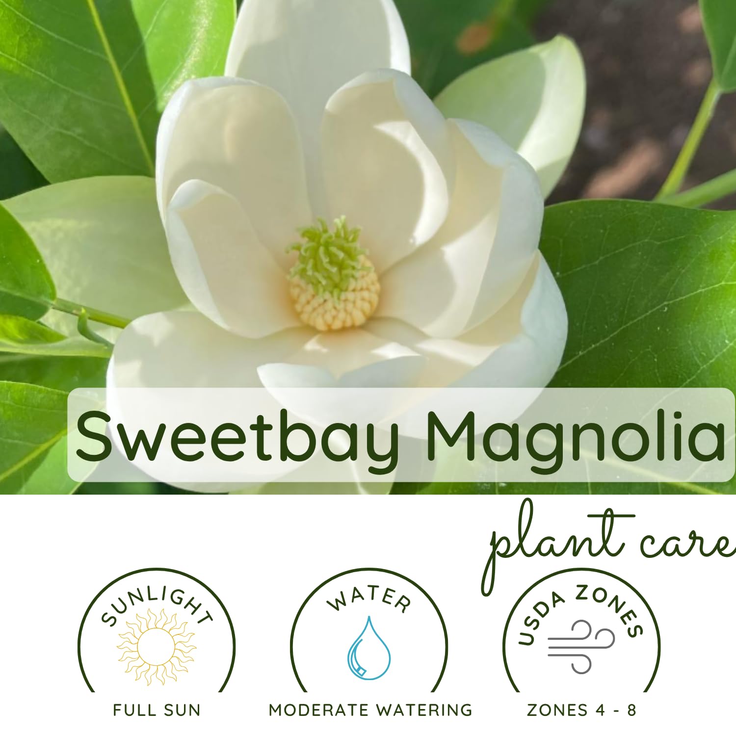 Sweetbay Magnolia Plant Live, White Magnolia Flowers Bush, 2-3 Feet Tall in 3 Gal, Ready to Grow, No Ship to CA