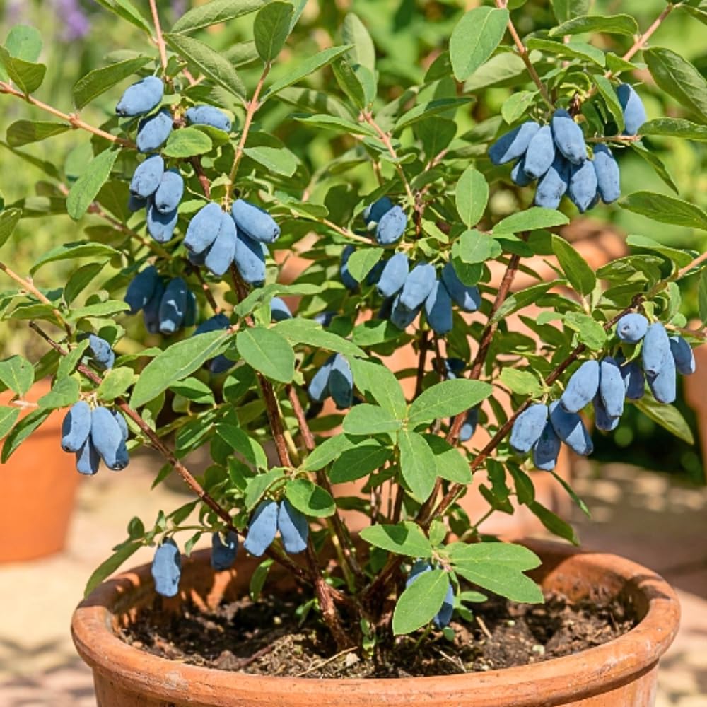 Deep Blue Honeyberry Plant Live, Haskap Berry Fruit Tree, 4-6 Inch Tall