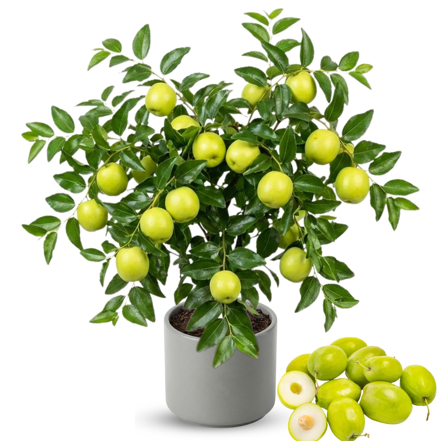 Ready to Bear Fruit Thai June Plum Tree Live Plant 2 Years Old in 3 Gallon Pot, Hardy in Zones 9-11