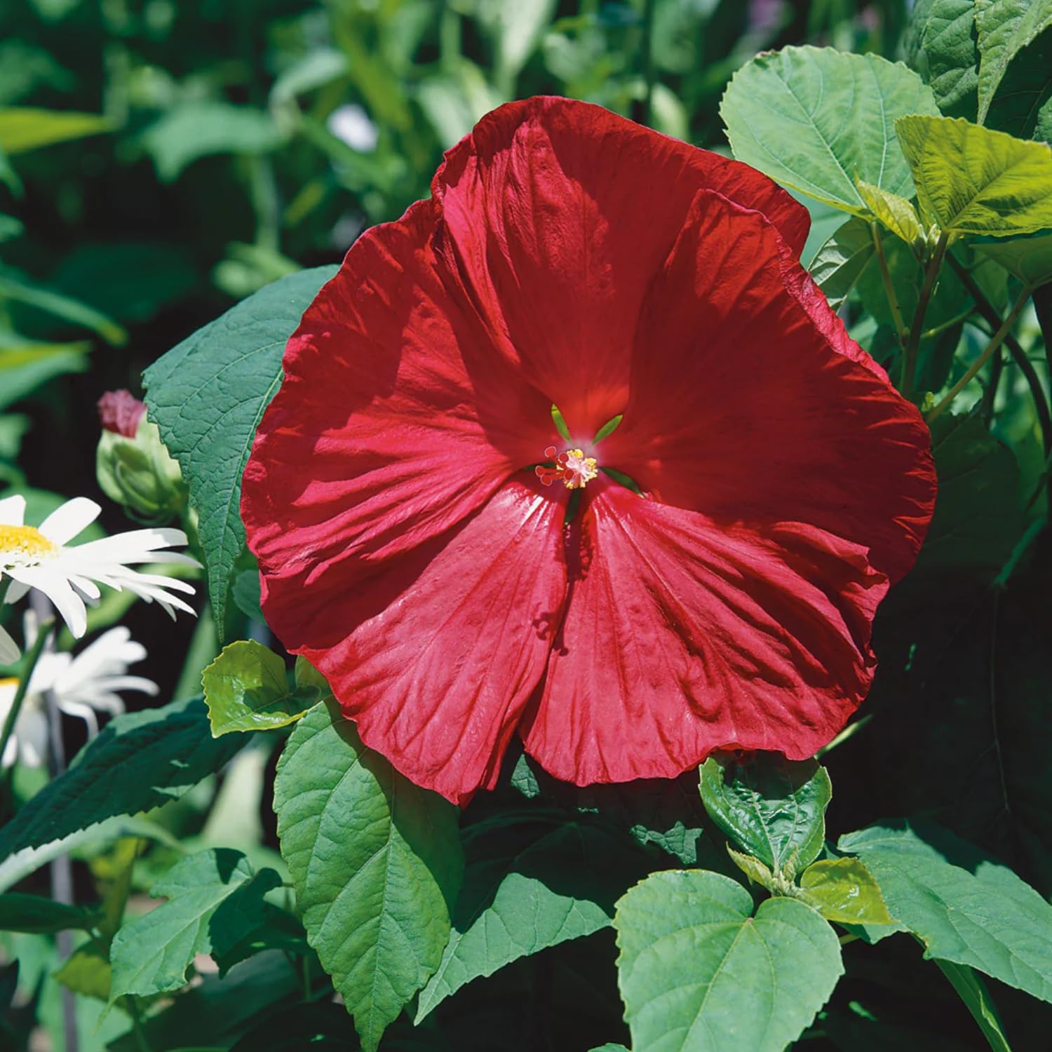 Pack 2 Red Hibiscus Trees Live Plants, 5-8” Tall Hardy Hibiscus Plants Live, Perennial Hibiscus Flowers