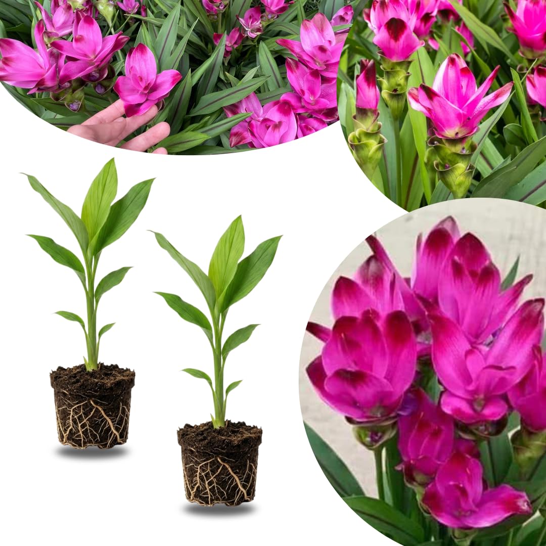 Ginger Curcuma Live Plant for Outdoor Planting, Very Hardy, Herbs Plants Perennial for Zones 8 to 11, Size 5-9" in Tall, No Pot, Turmeric Color