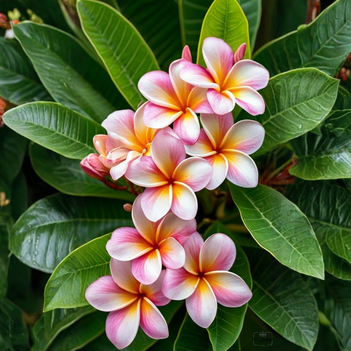 2 Pink Plumeria Cuttings for Planting, Frangipani Flower Cutting, Tropical Flowers Plant for Outdoor Garden, Patio Containers or Indoor Growing