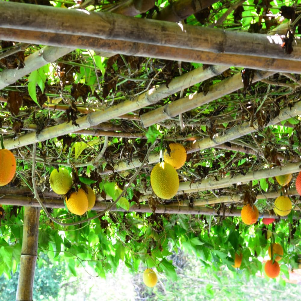 10 Rare Gac Fruit Seeds for Planting, Melon Vine Tropical and Fast-Growing for Outdoor Planting