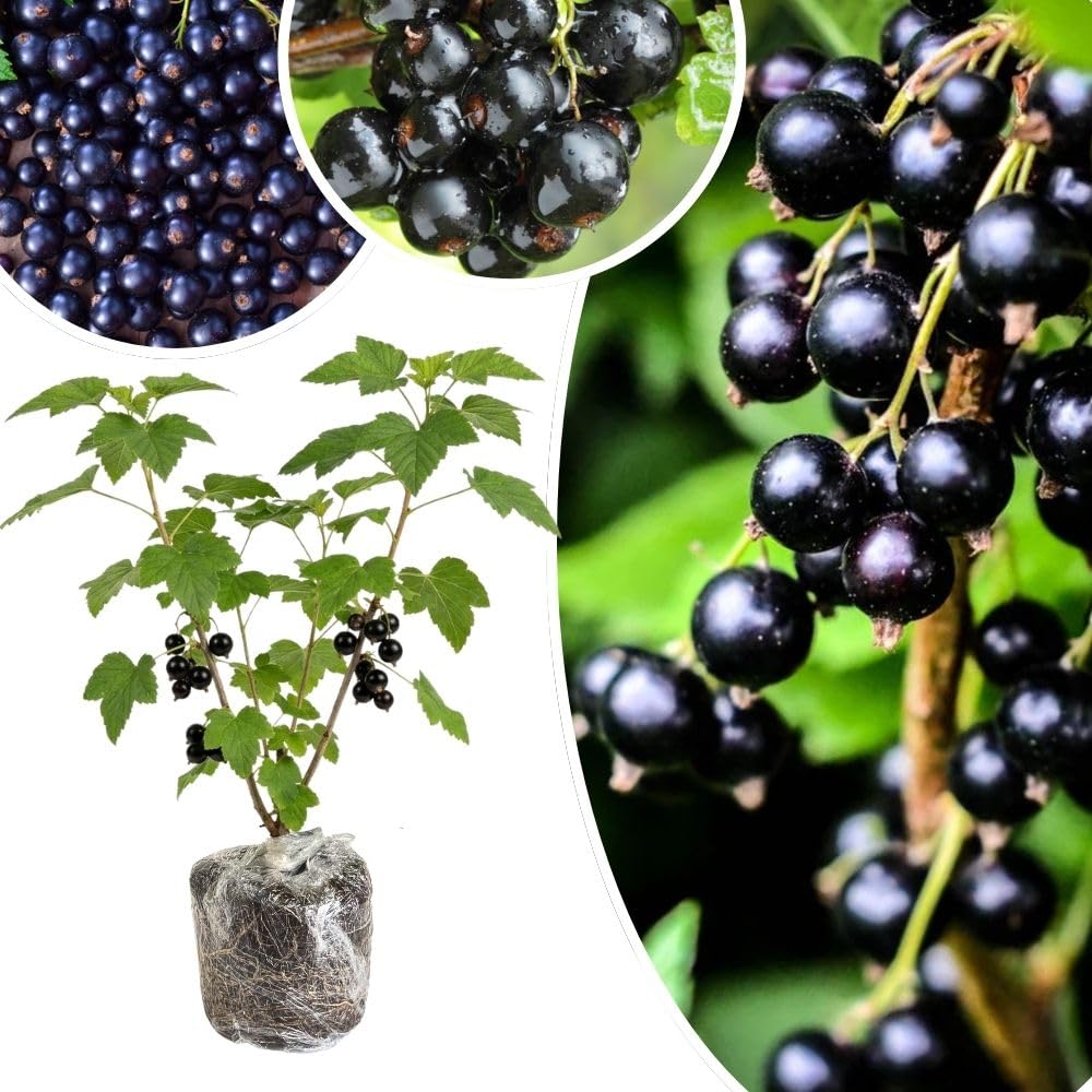Hardy Consort Black Currant Plant Live for Planting, 6-12 Inch Tall