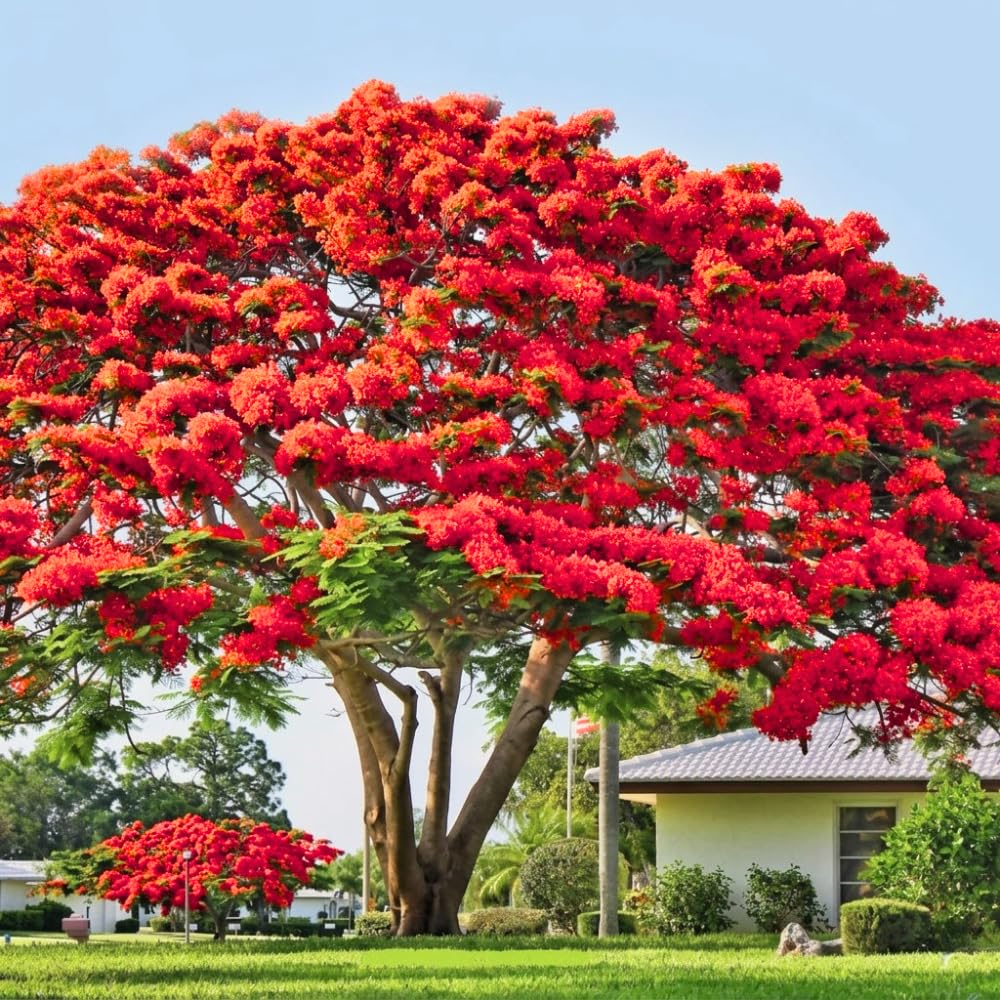Royal Poinciana Tree Plant Live, 3 Feet Tall, Red Flamboyant Tree in 1 Gal Pot, Stunning Blooming Ornamental Tree, Ideal for Outdoor Gardens, Landscapes, No CA