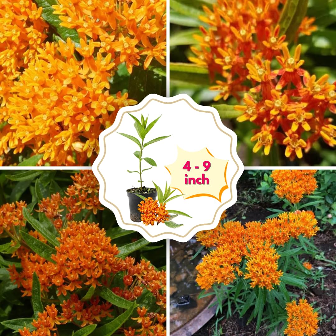 2 Butterfly Milkweed Plants Live, Tropical Milkweed Live Plants, Asclepias Tuberosa Plants, 4-9" Height for Outdoor Planting (Butterfly Orange Milkweed)
