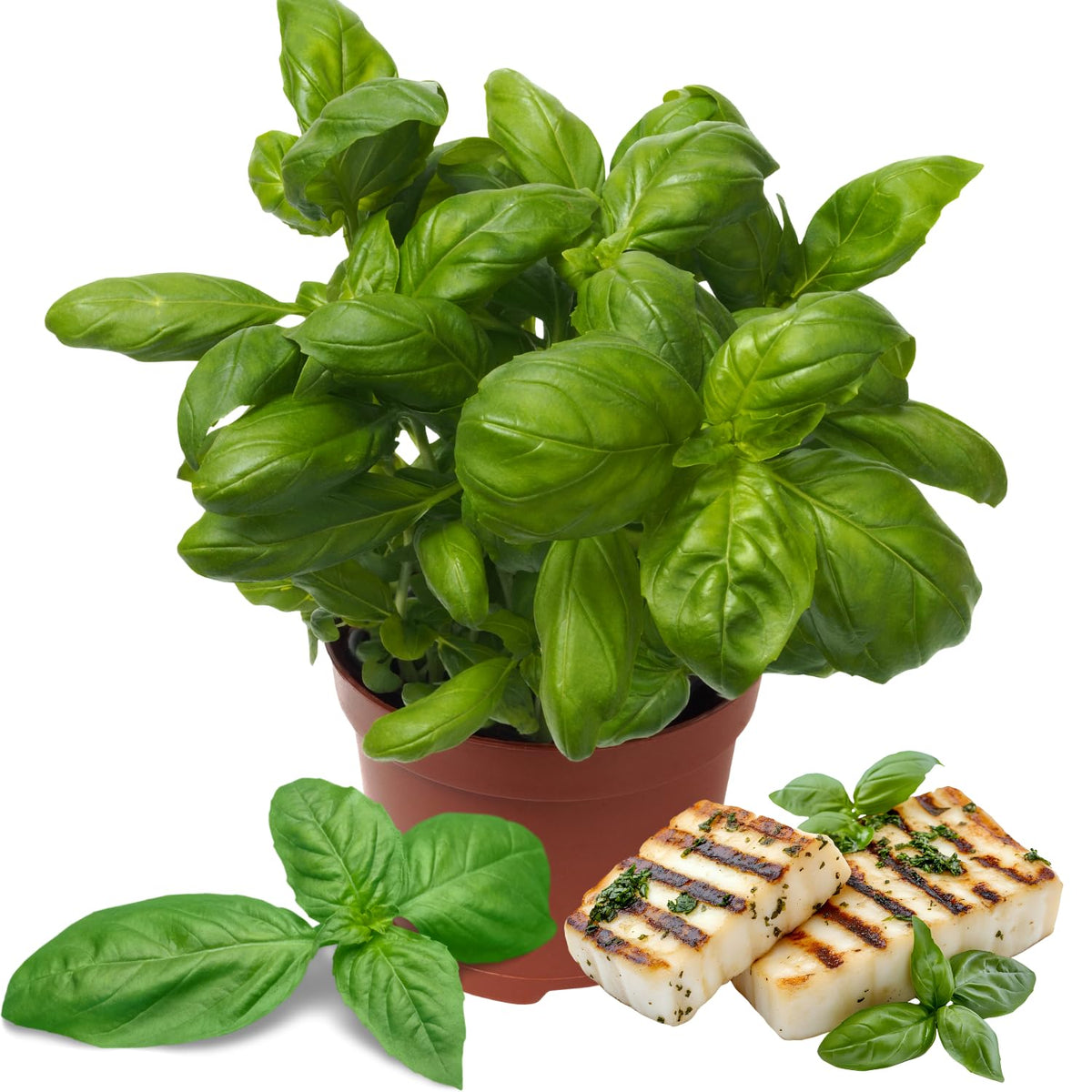 6 Greek Basil Plants Live Seedlings for Culinary Garden Herb Plant, Spring Planting, 4-7 Inches Tall, Easy for Planting Indoor Outdoor, Fragrant Basil Cold Hardy