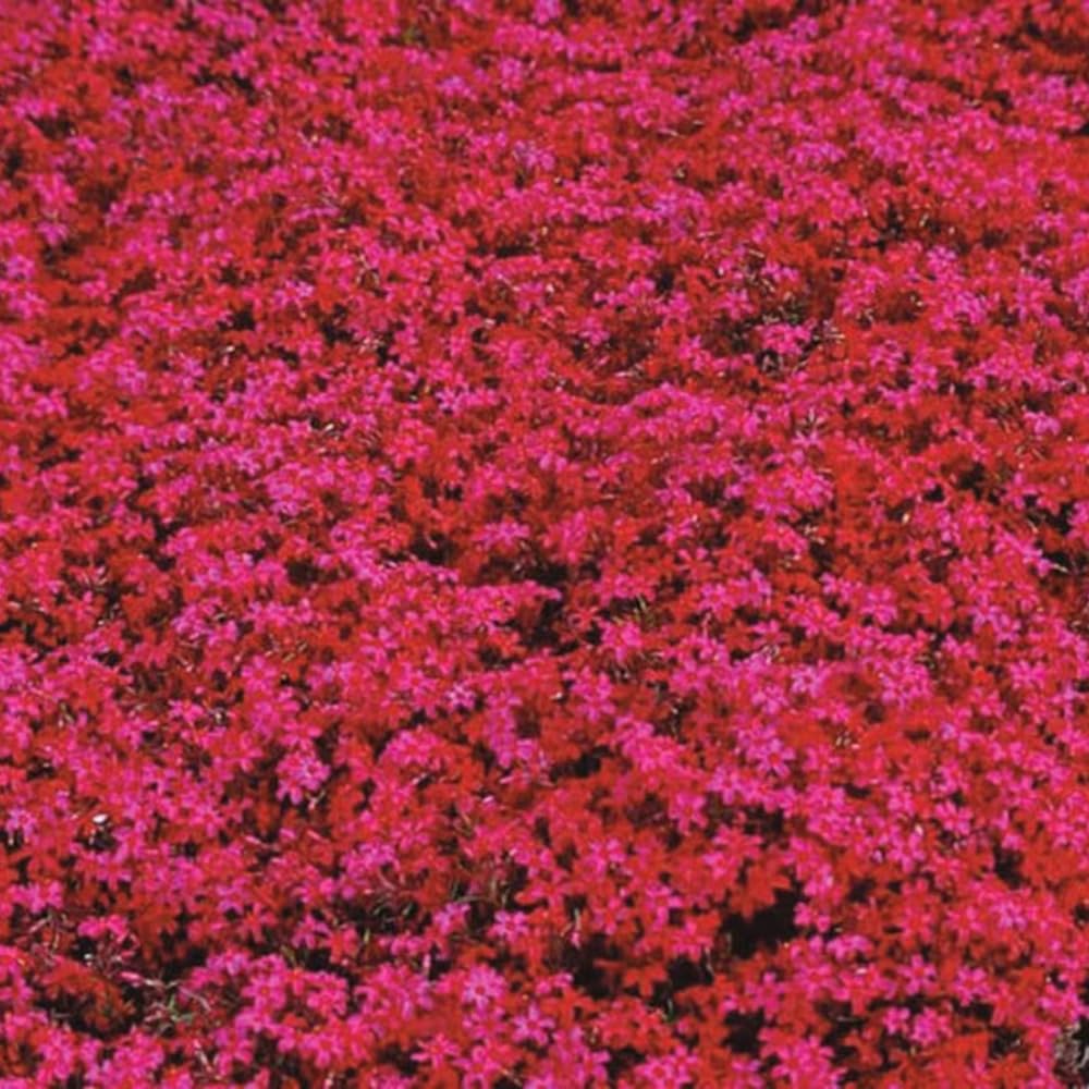2 Red Creeping Phlox Plants Live Perennials, Creeping Phlox Live Plants, 4-6 Inch Tall, Ornamental Phlox Flowers Seedlings